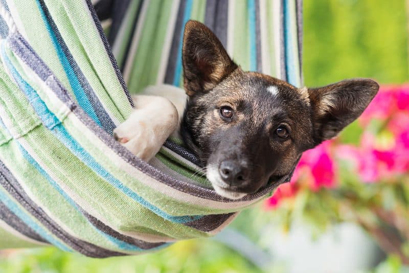 best dog hammocks