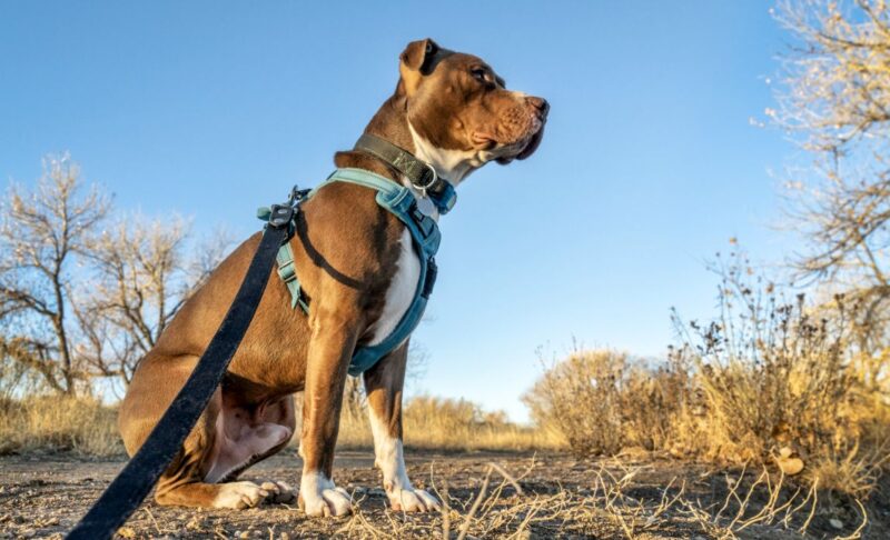 best dog harnesses on market