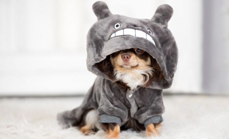 best hoodies for dogs