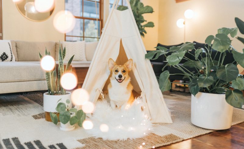 best-dog-teepee-beds