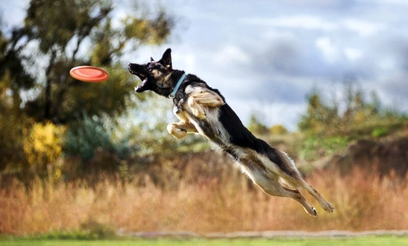 best toys for german shepherds