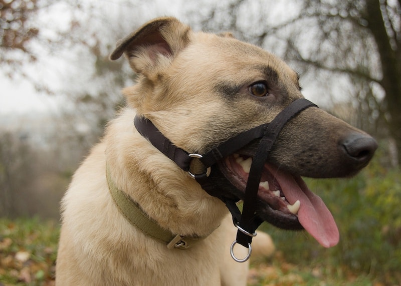 best-head-halter-for-dogs