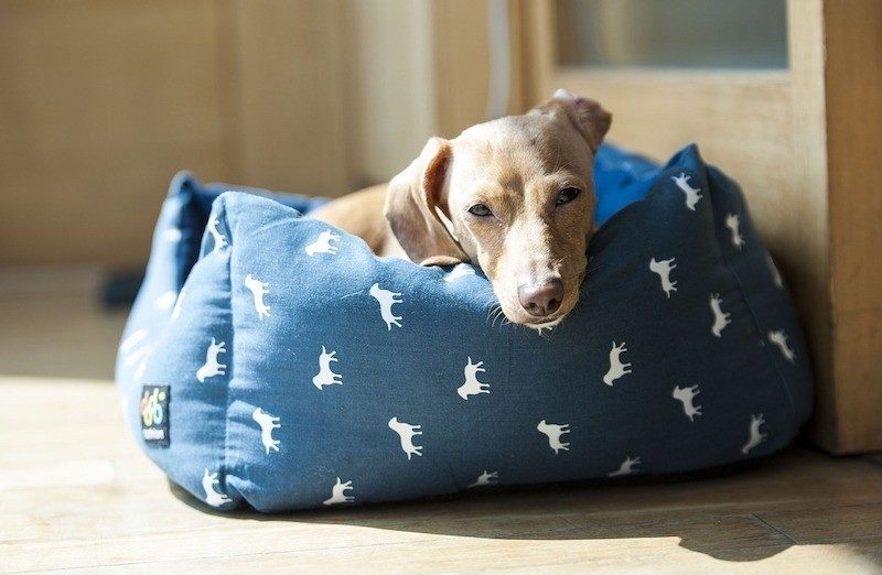 best heated dog beds