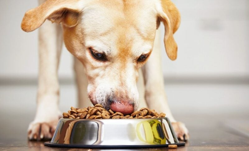 most expensive dog food