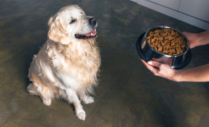 best low-carb dog foods