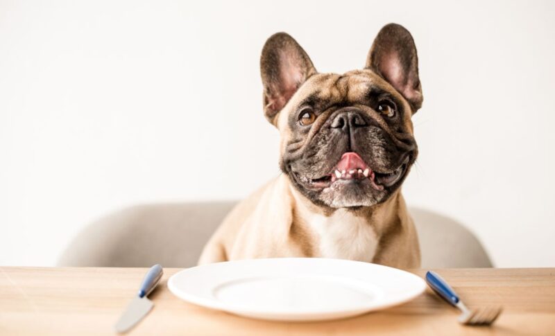 The best low-protein dog foods