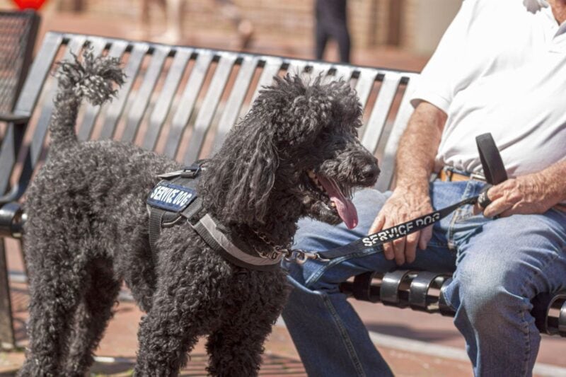 the best service dogs