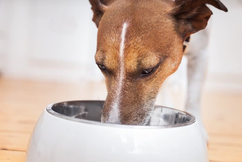 best slow feeding dog bowl