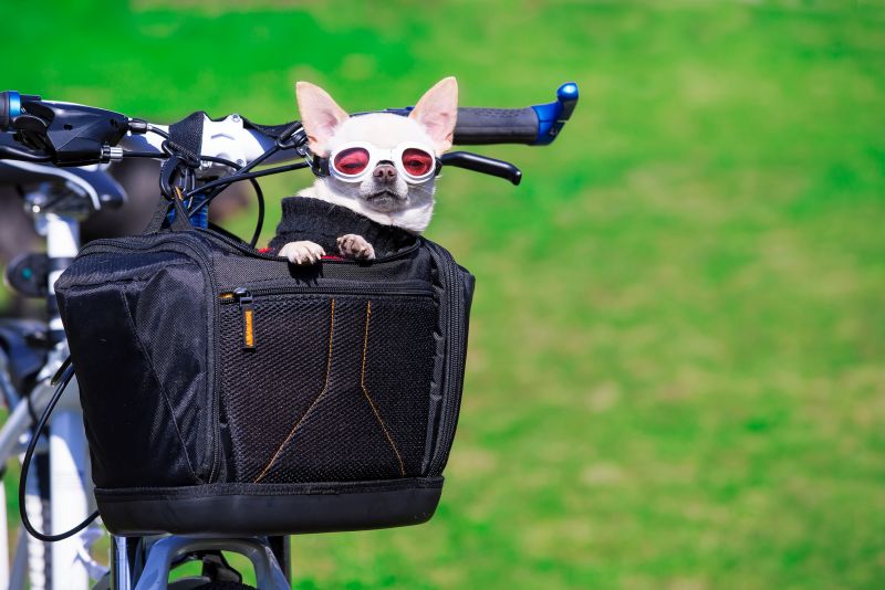 best bike baskets for dogs