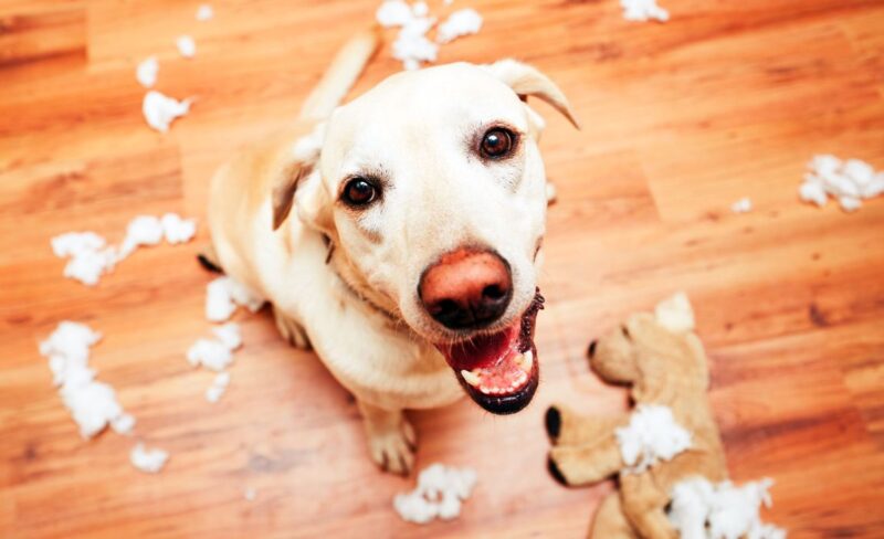 can dogs eat toy animal stuffing