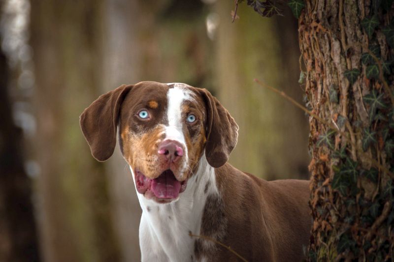 Catahoula Leopard Dog with rear dewclaws