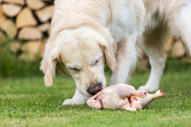 picking chicken dog food