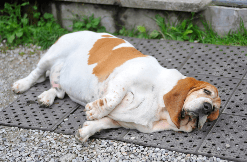 chubby basset