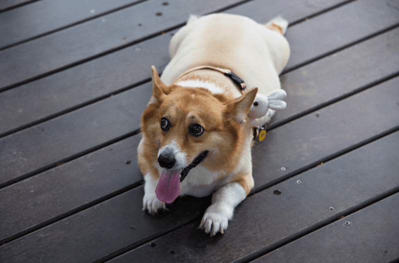 chubby corgi