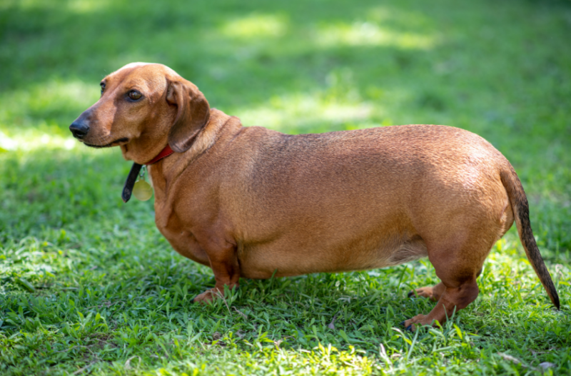 chubby dachsund