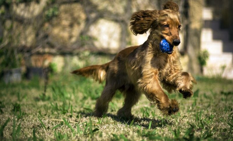 cocker spaniel mixes