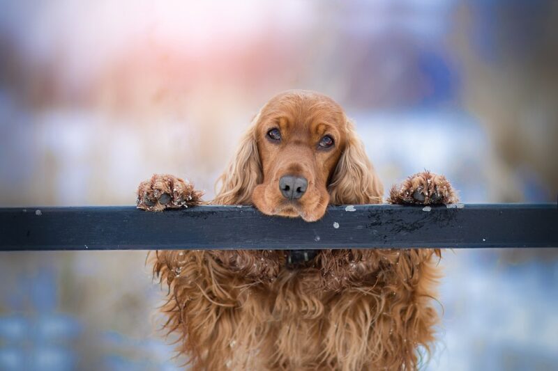 breeds with taurine problems