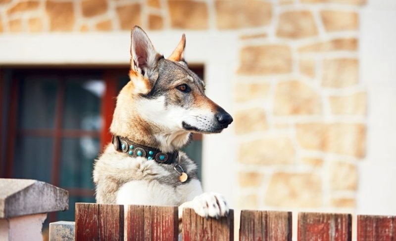 Super comfy dog collar