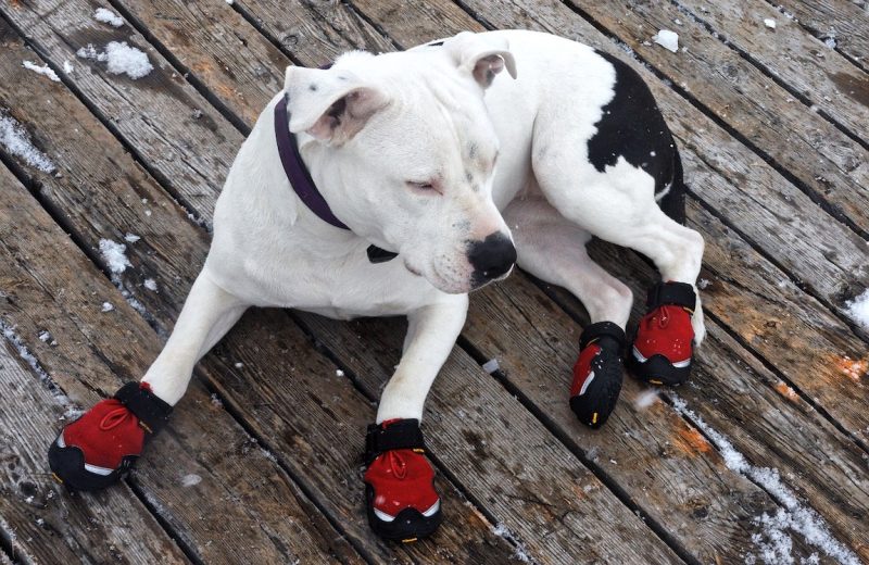 diy-dog-booties