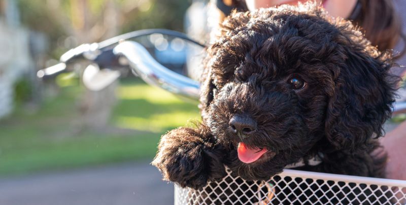 dog bicycle basket