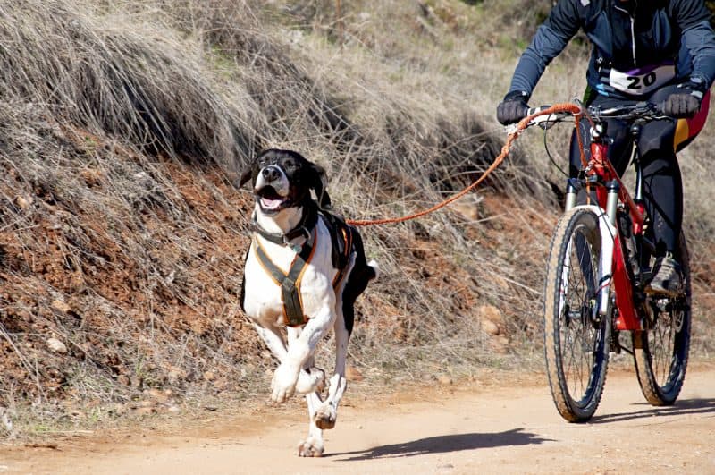 dog-bikejoring