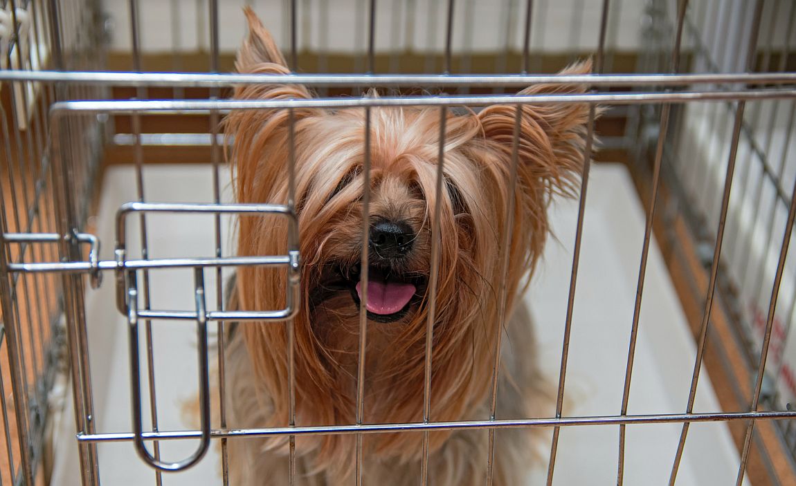 how to pick a dog crate