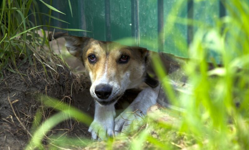 stop dog digging under fence