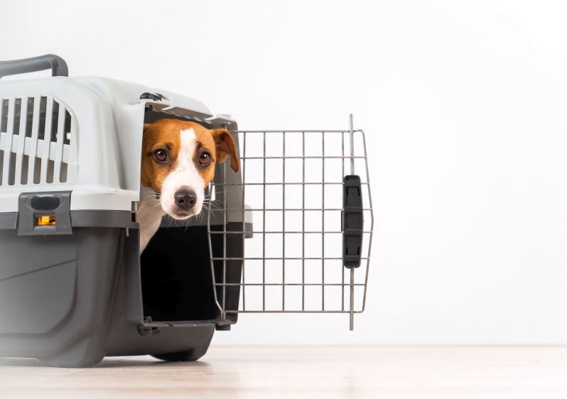 dog does not like sleeping in crate