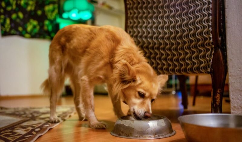 dog eating out of metal bowl