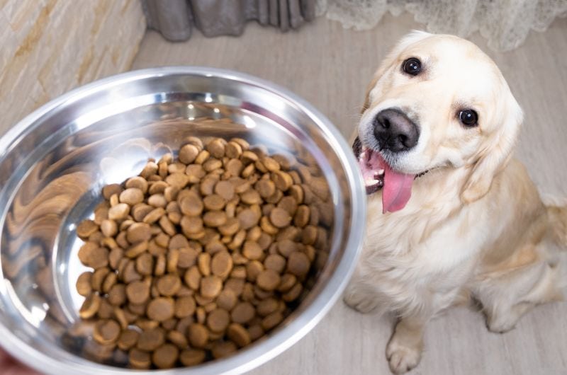 what makes a dog food good