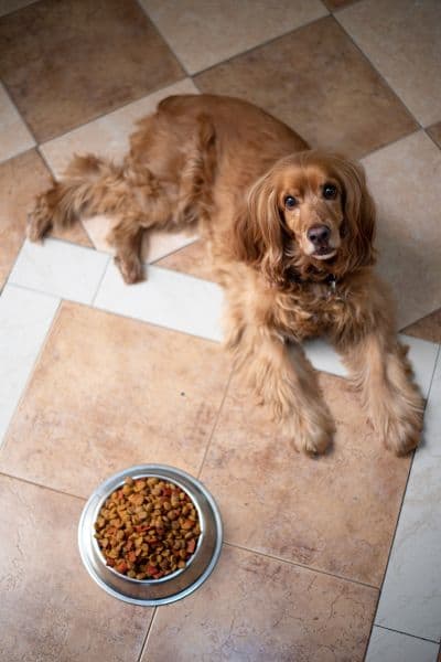 dog food allergies