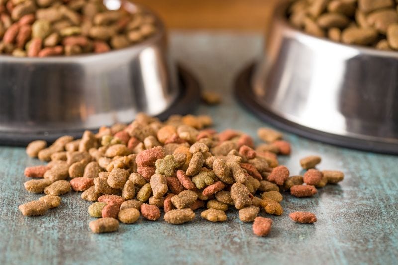 dog food considerations