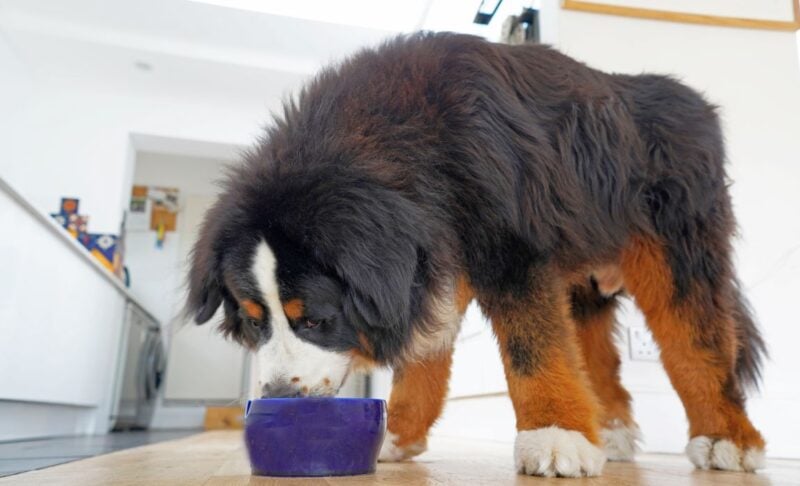 dog foods with glucosamine