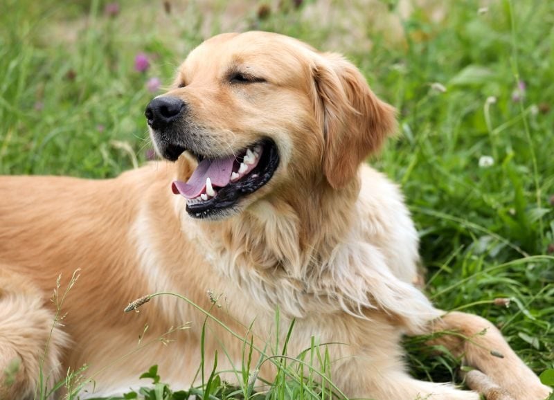 taurine deficiency in dogs