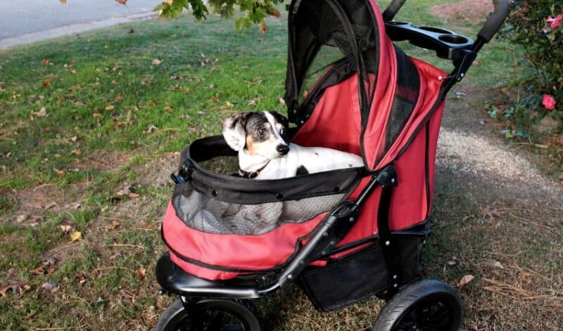 small dog in stroller