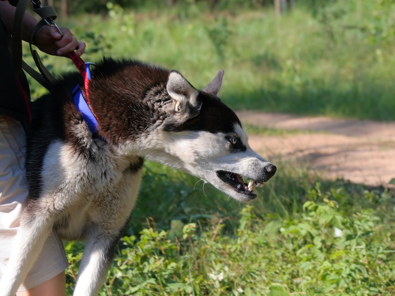 Walking reactive dogs