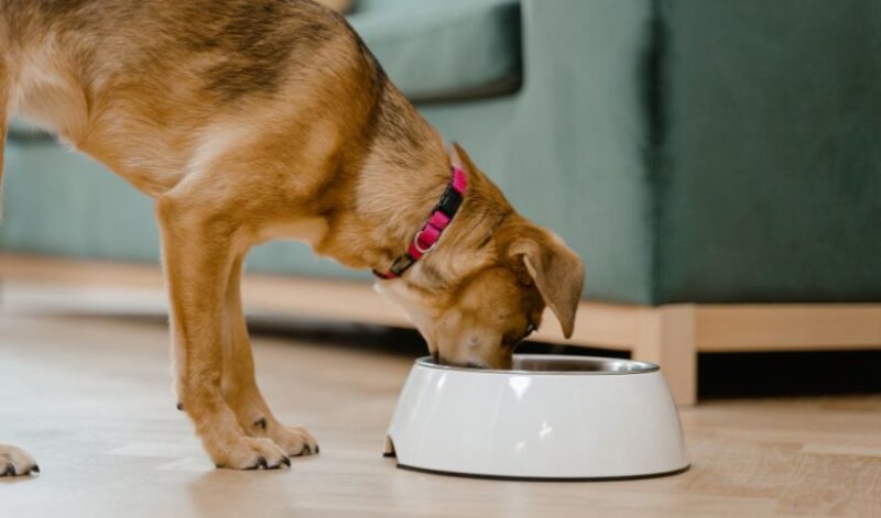 mixed breed dog eating