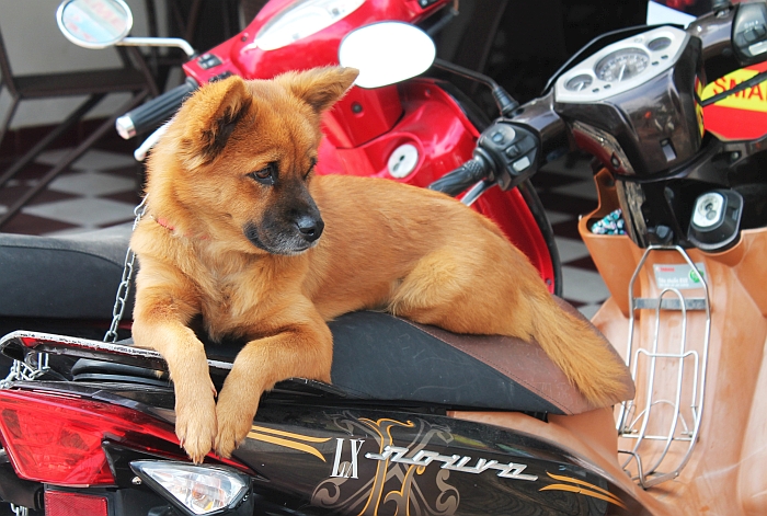 dog on motorcycle