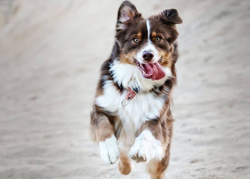 teaching a dog his name