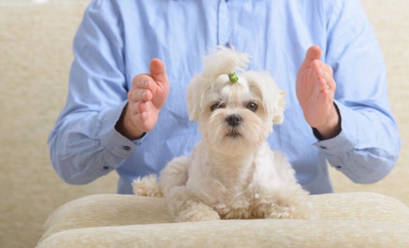 Reiki for dogs