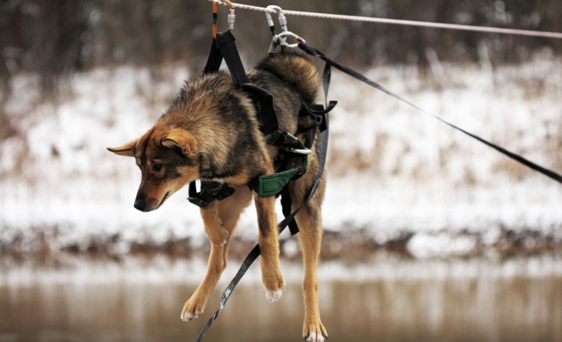 dog-rescue-harness