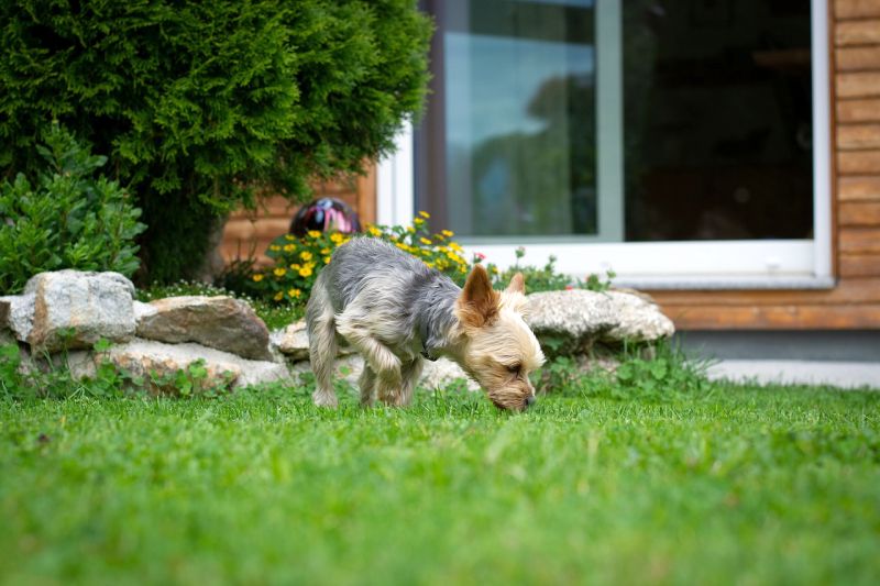 dog sense of smell