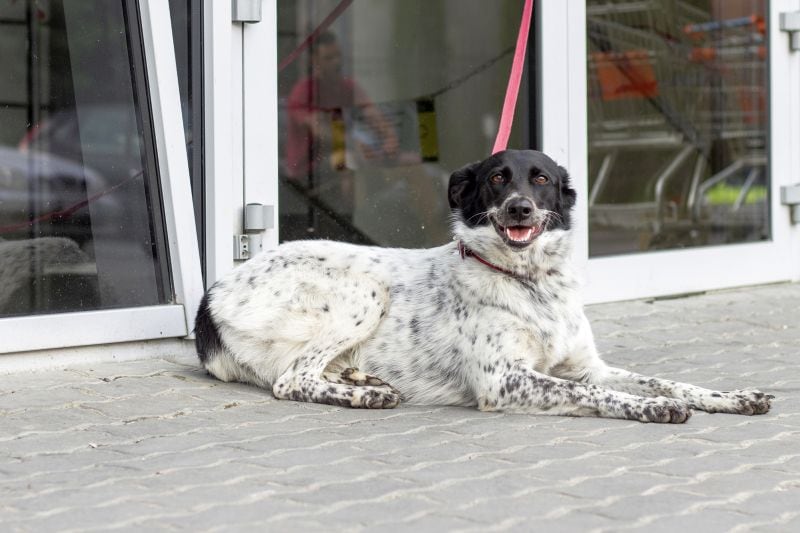 dog tethered with leash