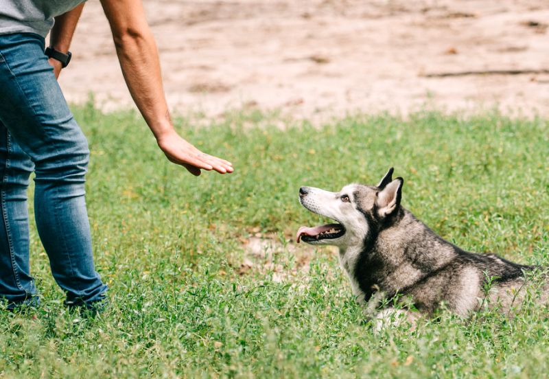 dog training philosophies