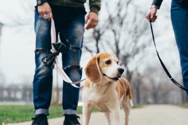 dog-walking-greeting