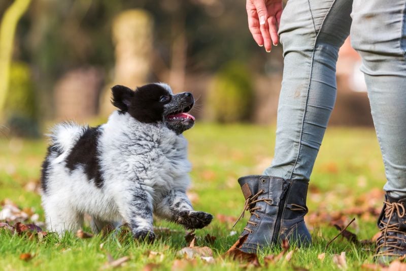 dogs learning names