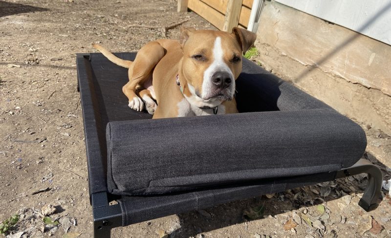 elevated-beds-for-dogs