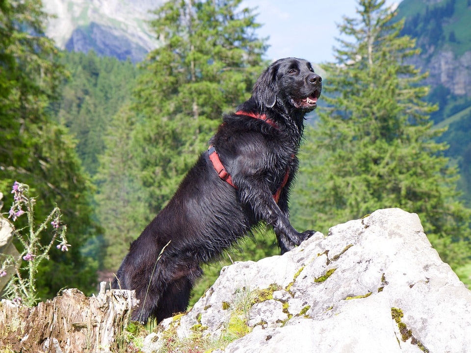 flat coated retriever