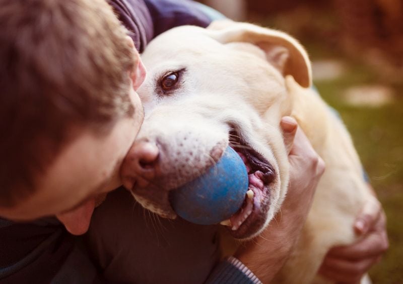 foods that work for your dog