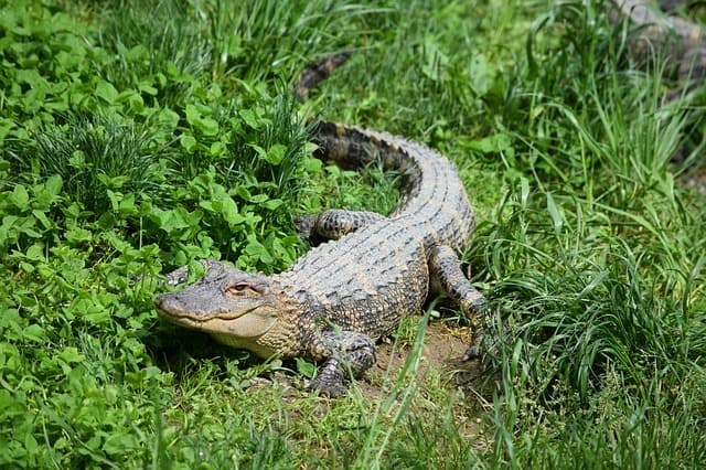 gator food